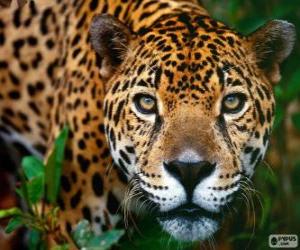 yapboz Jaguar kafası